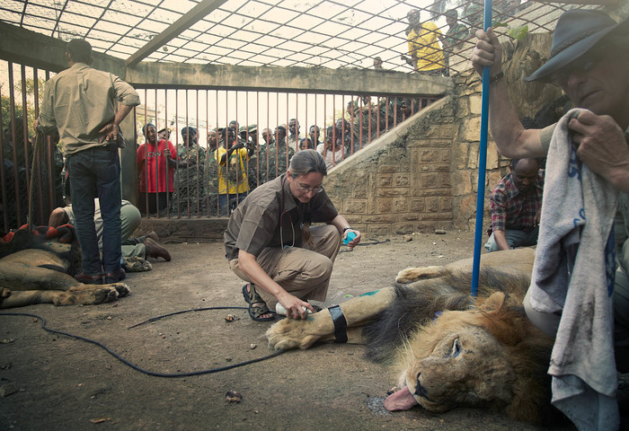 Born Free Foundation lion rescue, 2011 - Big Cat Rescues - George Logan