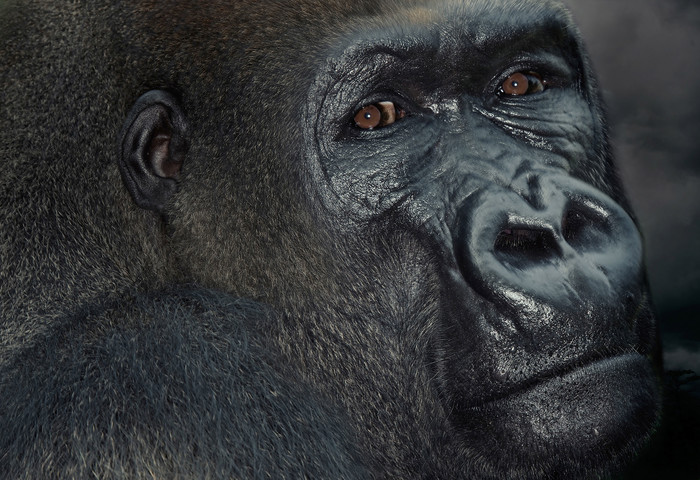  - Born Free: Primates Cameroon - George Logan