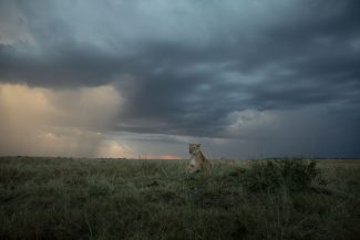 Lioness At Dusk